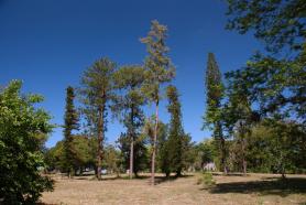 Kubánské město Cienfuegos - botanická zahrada