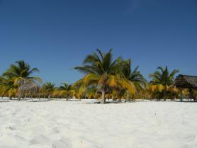 Cayo Largo - palmy
