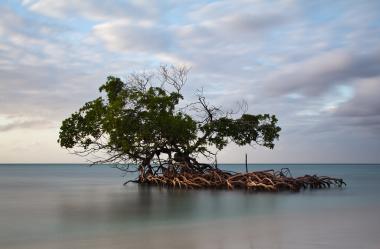Cayo Levisa - mangrovník